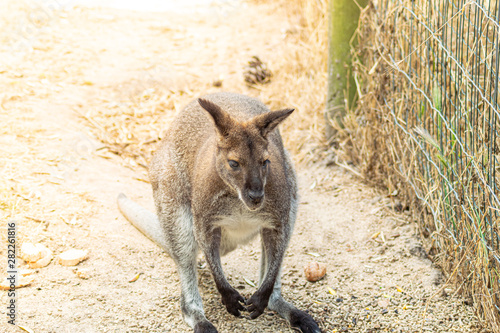 Canguru photo