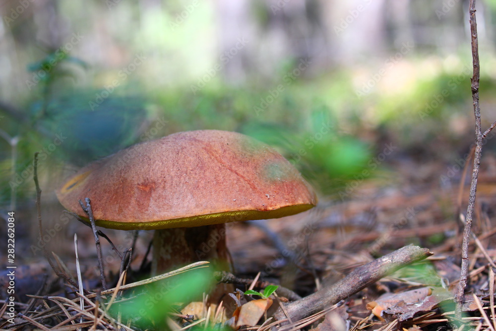porcini mushroom with a brown hat in moss porcini mushroom with a brown hat in moss