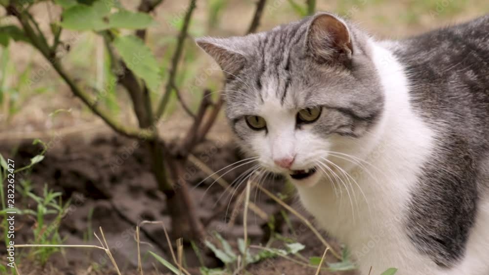 Young white gray black cat twists his head in displeasure Young white gray black cat twists his head in displeasure
