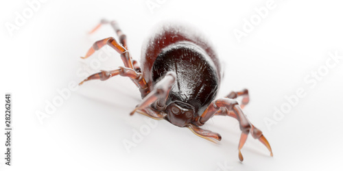 3d rendered illustration of a tick on © Sebastian Kaulitzki