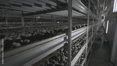 Champignon production farm. Shelves rows of beds. Shampion grown mushrooms. Modern agriculture photo