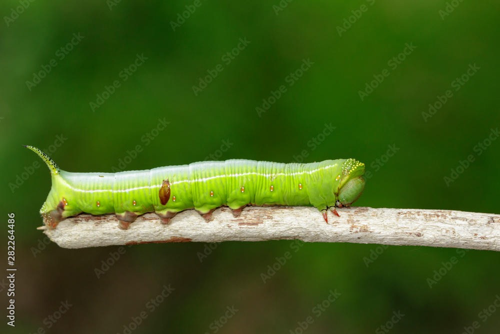 Image of Green Caterpillars of Moth on the branches on a natural background. Insect. Animal.