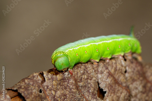 Image of Green Caterpillars of Moth on dry leaves on a natural background. Insect. Animal.