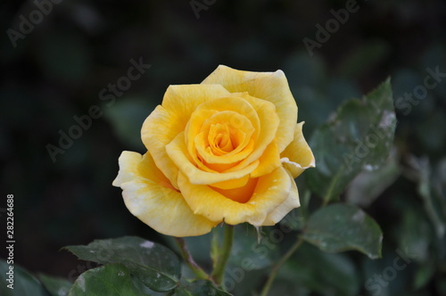 Yellow rose in flower garden