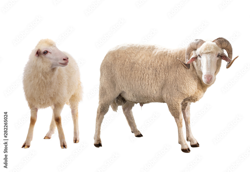 Naklejka premium two sheep isolated on white