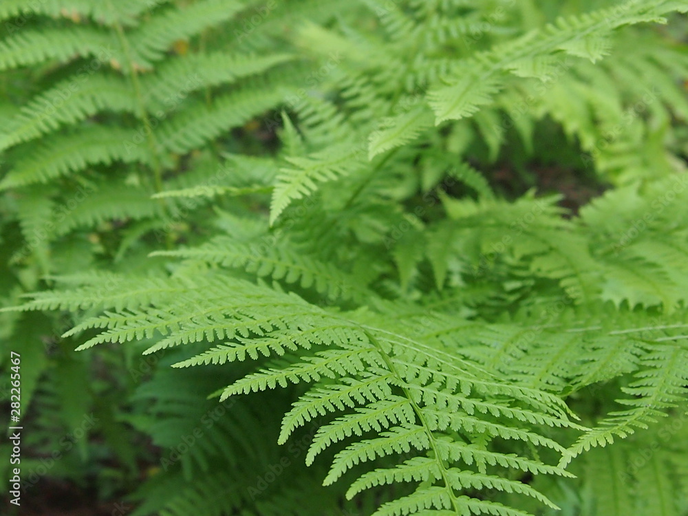 ferns in forest