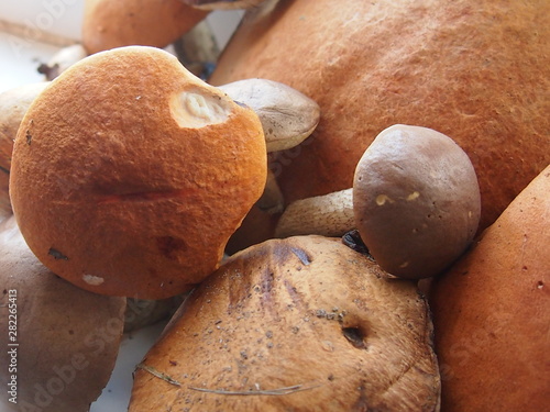 mushroom