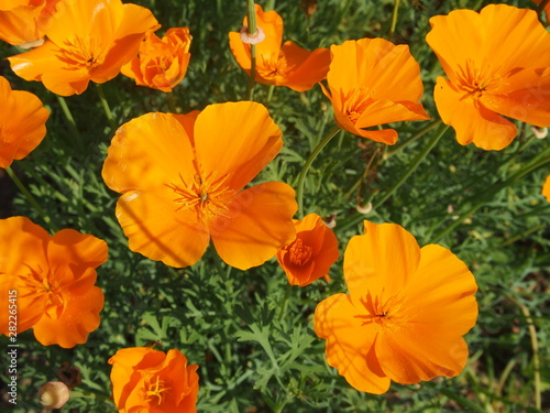 yellow flowers in the garden