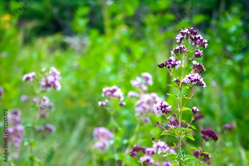 Beautiful oregano flowers on a meadow