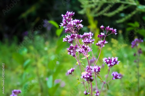 Beautiful oregano flowers on a meadow