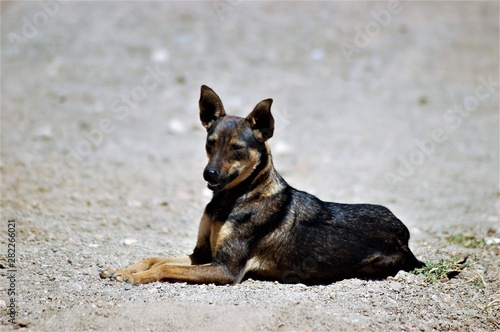Domestic dog abandoned leaving on the streets 