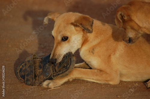Domestic dog abandoned leaving on the streets 