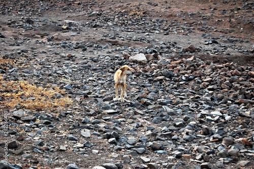 Domestic dog abandoned leaving on the streets 