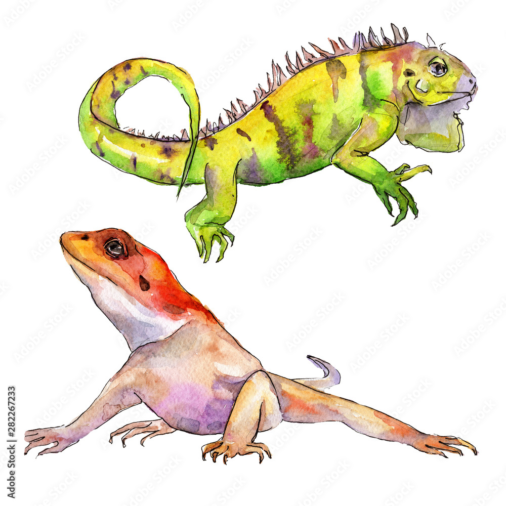 Fototapeta premium Exotic iguana wild animal in a watercolor style. Background illustration set. Isolated reptilia illustration element.