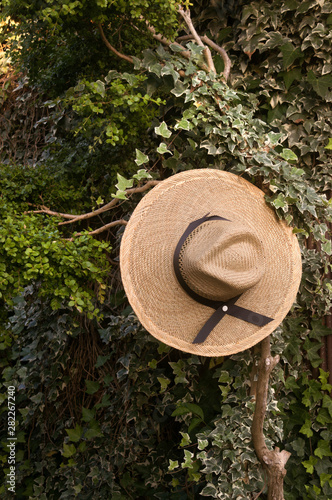 Straw hat on tree with vines on golden hour photo