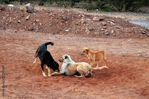 Abandoned domestic dogs now leaving on the streets, pack of dogs playing 
