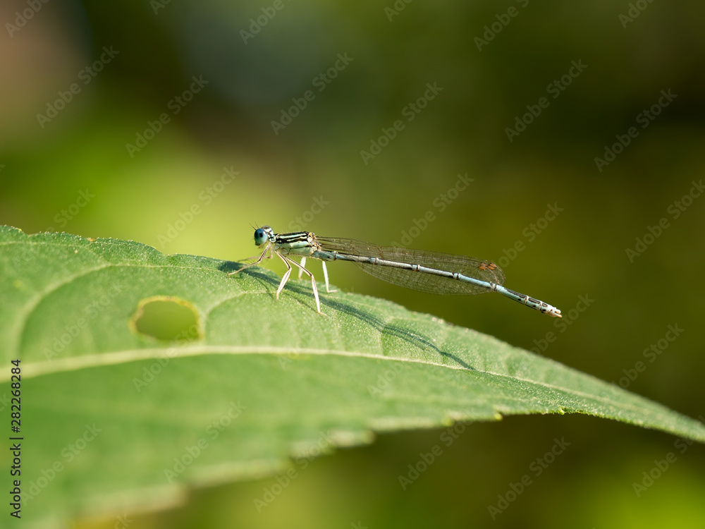 White-legged Damselfly, Platycnemis pennipes, on a leaf. Italy. White-legged Damselfly, Platycnemis pennipes, on a leaf. Italy.
