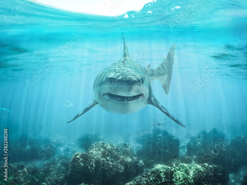 A predator great white shark swimming in the ocean coral reef shallows just below the water line closing in on its victim . 3d rendering with god rays