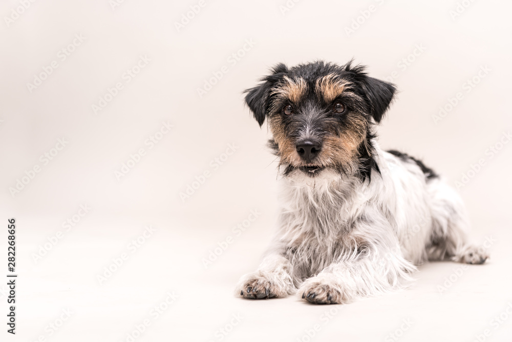 Cute Jack Russell Terrier dog isolated on white