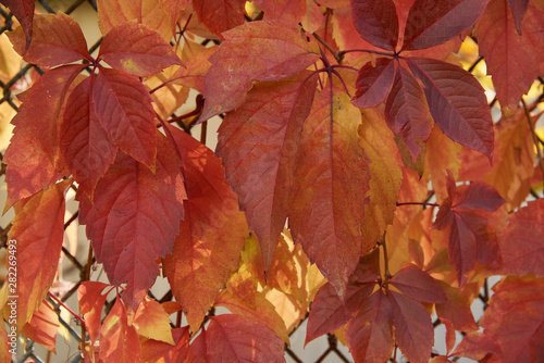 Autumn red ivy leaves in backlight on a metal grid background. Background