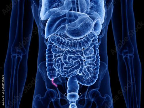 3d rendered medically accurate illustration of the appendix