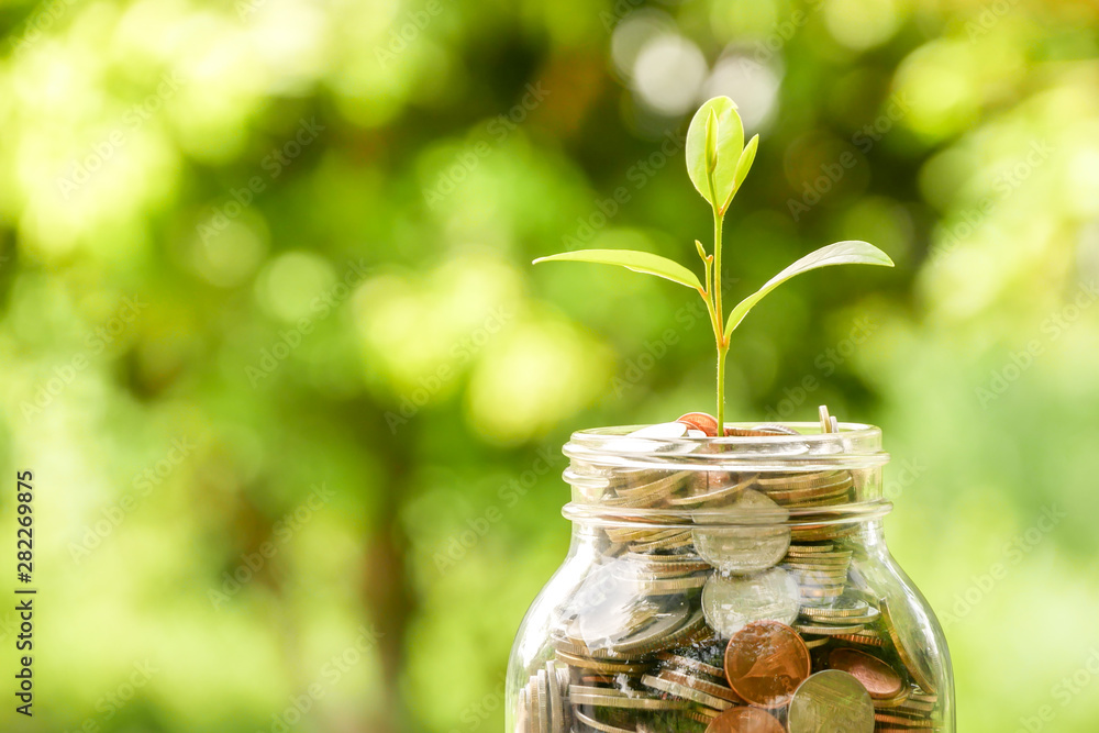 save money for investment concept. plant growing out of coins save money for investment concept. plant growing out of coins