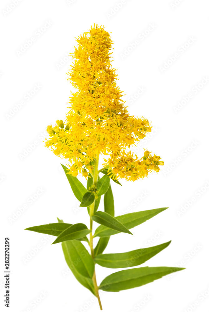 Foto Tall goldenrod