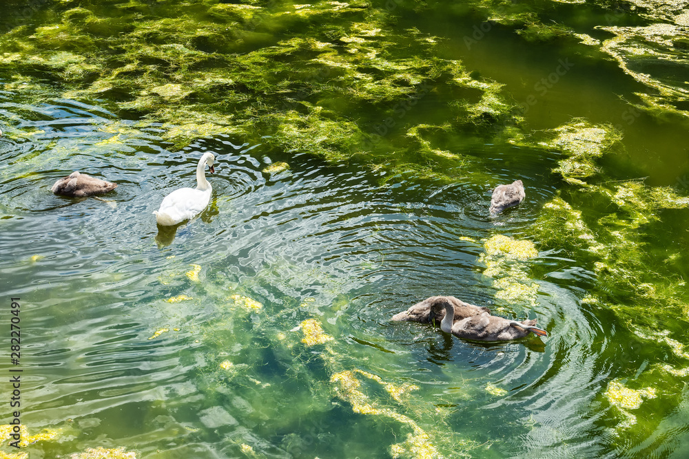 White swan with little swans in the pond. Animal world. White swan with little swans in the pond. Animal world.