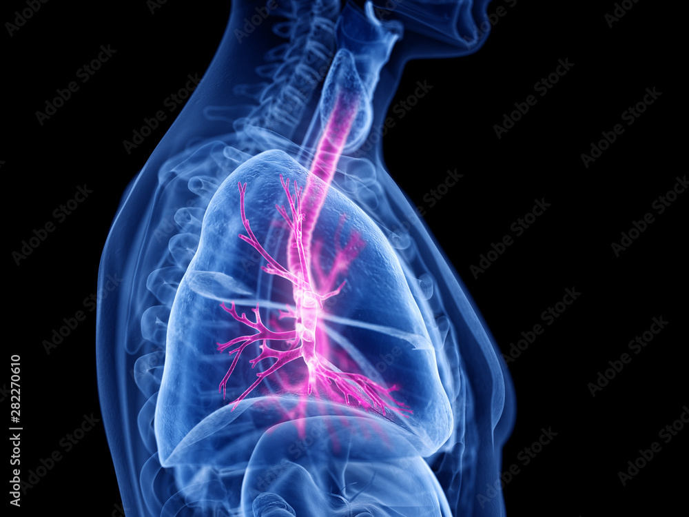 3d rendered medically accurate illustration of the bronchi 3d rendered medically accurate illustration of the bronchi