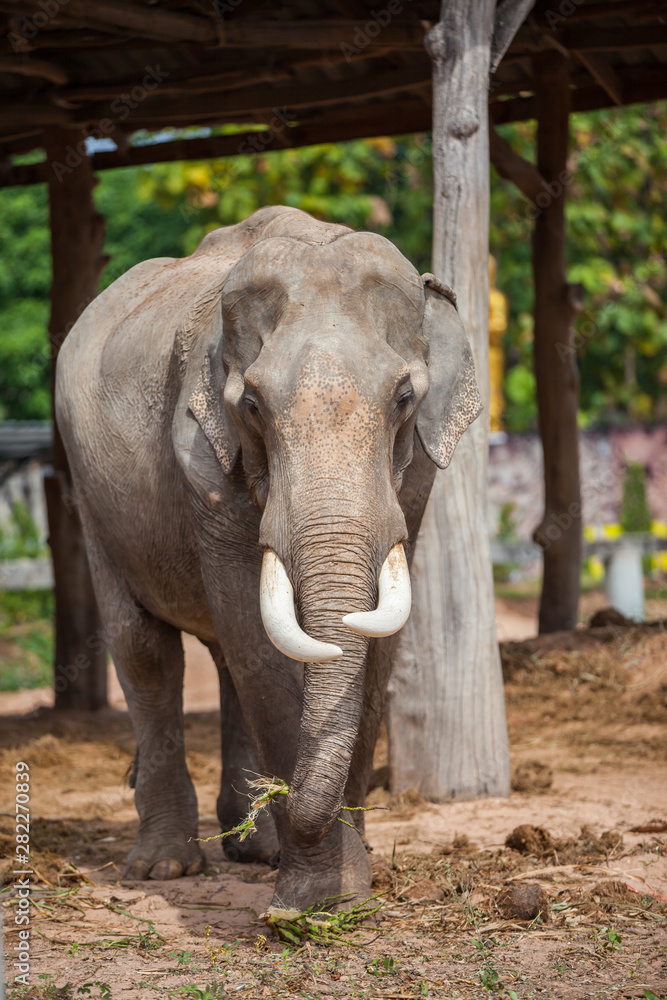 Fototapeta premium Thai elephant closeup.