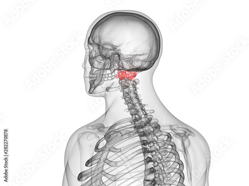 Εκτύπωση καμβά 3d rendered medically accurate illustration of the atlas vertebrae