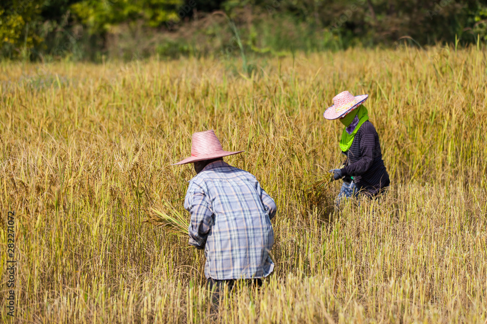 Thai seasonal harvest of rice farmers work. Thai seasonal harvest of rice farmers work.