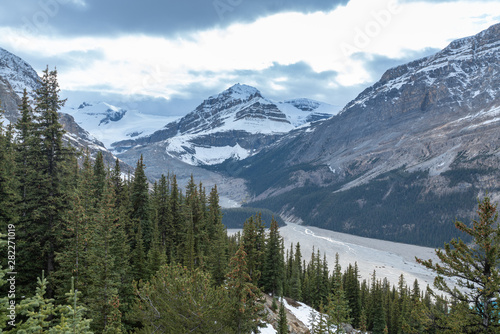 Peyto Glacier with green pine forest at foreground in Jasper National park, Alberta, Canada