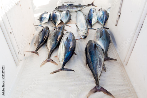 The catch of the day - albacore and bluefin tuna, wolf herring caught trolling on sailing yacht in Thailand. Large fish on sea fishing in the box for catch. Fishing between Similan and Phuket islands photo