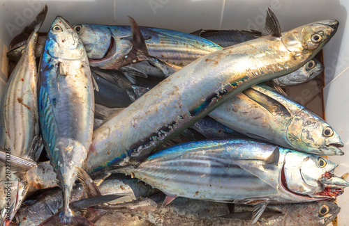 The catch of the day - albacore and bluefin tuna, wolf herring caught trolling on sailing yacht in Thailand. Large fish on sea fishing in the box for catch. Fishing between Similan and Phuket islands