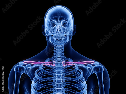 3d rendered medically accurate illustration of the clavicle bone