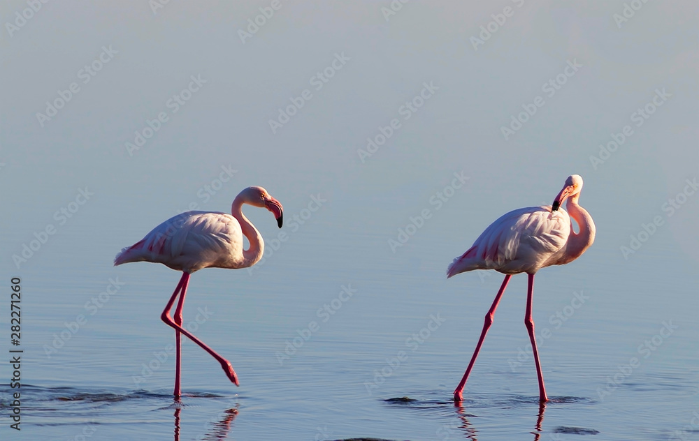 Obraz premium Two birds of pink african flamingo walking on a blue salt lake on a sunny morning