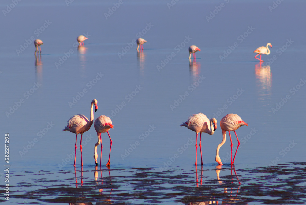 A group of pink flamingo birds in the wild in Namibia