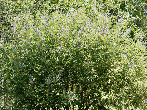 Aspect général buissonnant du gattilier ou arbre au poivre (Vitex agnus-castus) photo