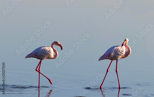 Two birds of pink african flamingo walking on a blue salt lake on a sunny morning
