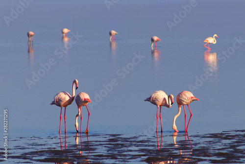A group of pink flamingo birds in the wild in Namibia