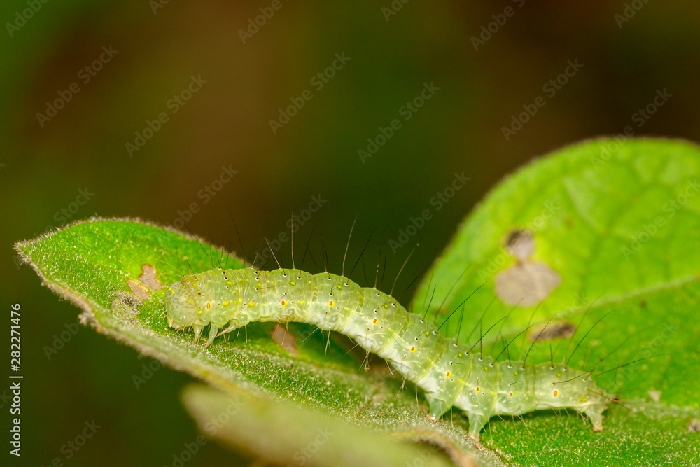Image of green caterpillar on green leaf. Worm. Insect. Animal. Image of green caterpillar on green leaf. Worm. Insect. Animal.