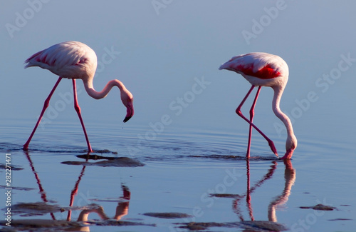 Two birds of pink african flamingo walking on a blue salt lake on a sunny morning
