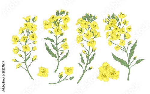 Bundle of elegant botanical drawings of blooming rapeseed, canola or mustard flowers. Set of crop or cultivated plant. Collection of natural design elements. Floral realistic vector illustration.