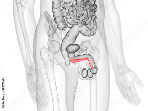 3d rendered medically accurate illustration of the corpus spongiosum photo