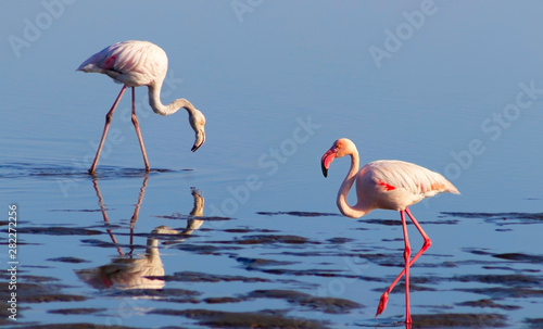 Two birds of pink african flamingo walking on a blue salt lake on a sunny morning