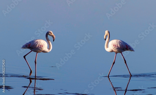Two birds of pink african flamingo walking on a blue salt lake on a sunny morning