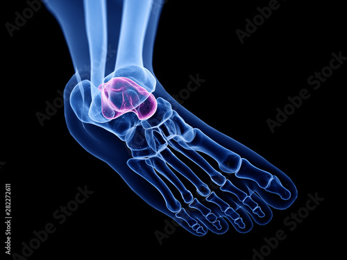 3d rendered medically accurate illustration of the talus bones