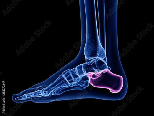 3d rendered medically accurate illustration of the calcaneus bone photo