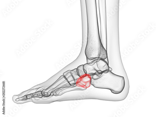 3d rendered medically accurate illustration of the cuboid bone